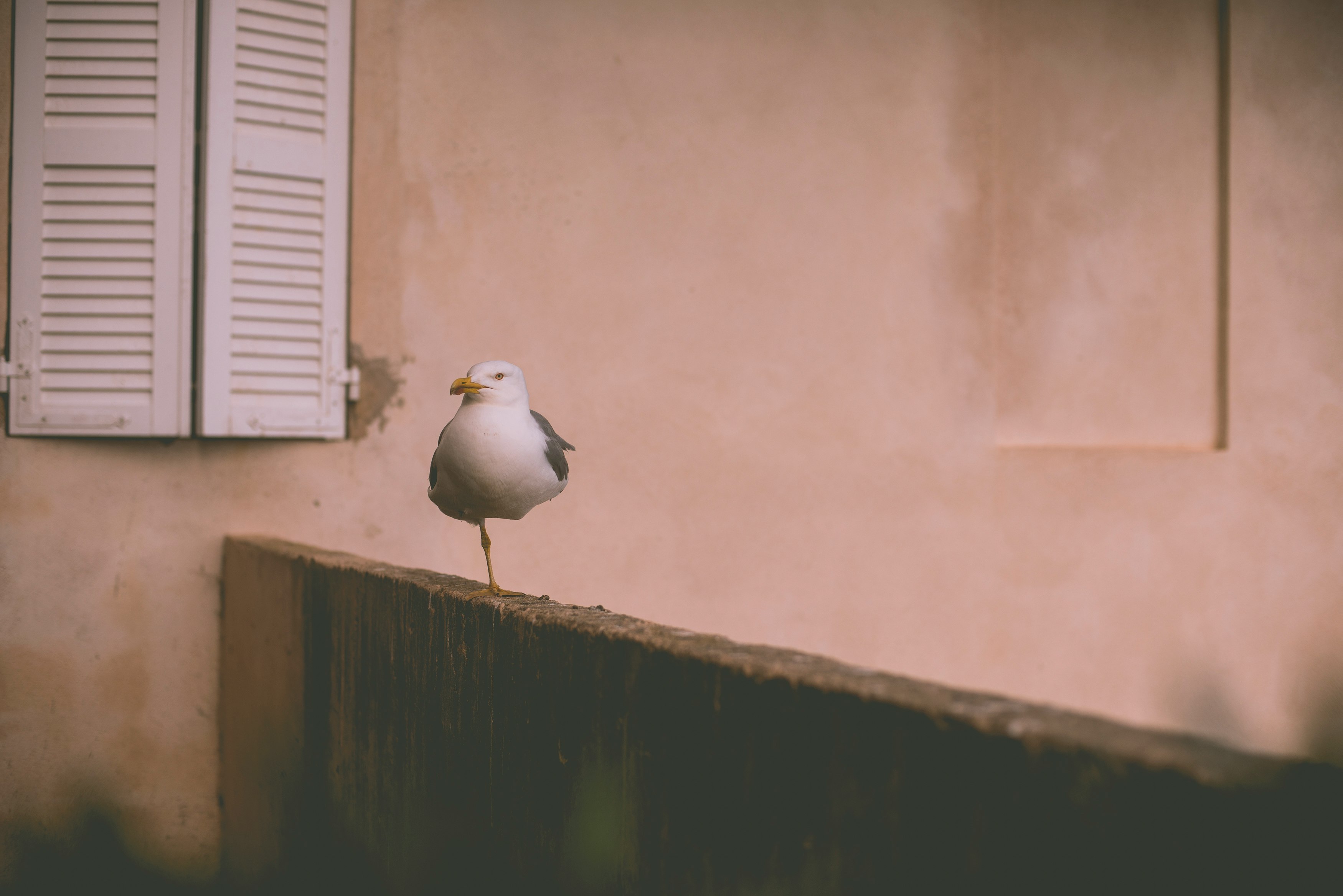 white bird perching on brown wooden fence near window